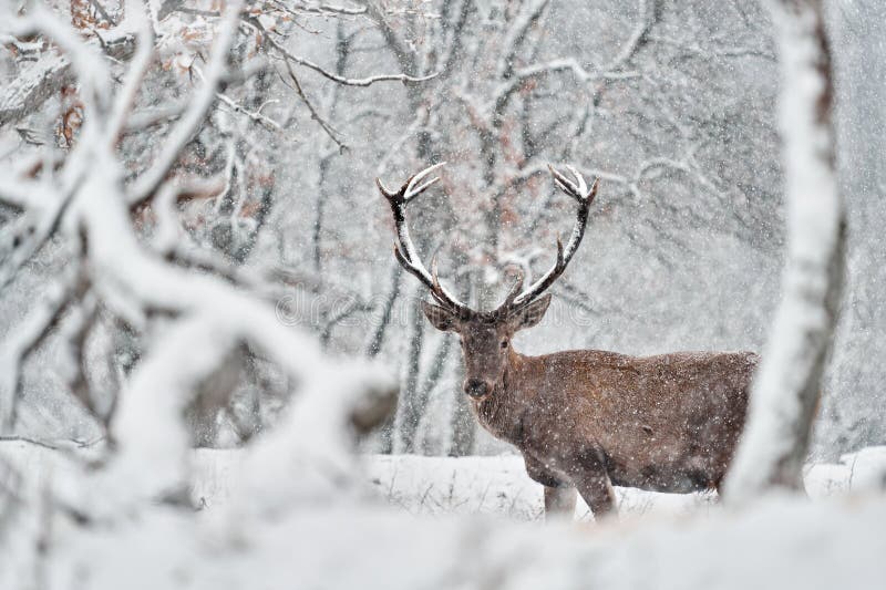 Natura zimowa. czerwone jelenie cervus elaphus duże zwierzę w siedlisku dzikiej fauny i flory. jelenie w dębowym studenu górskim obraz royalty free