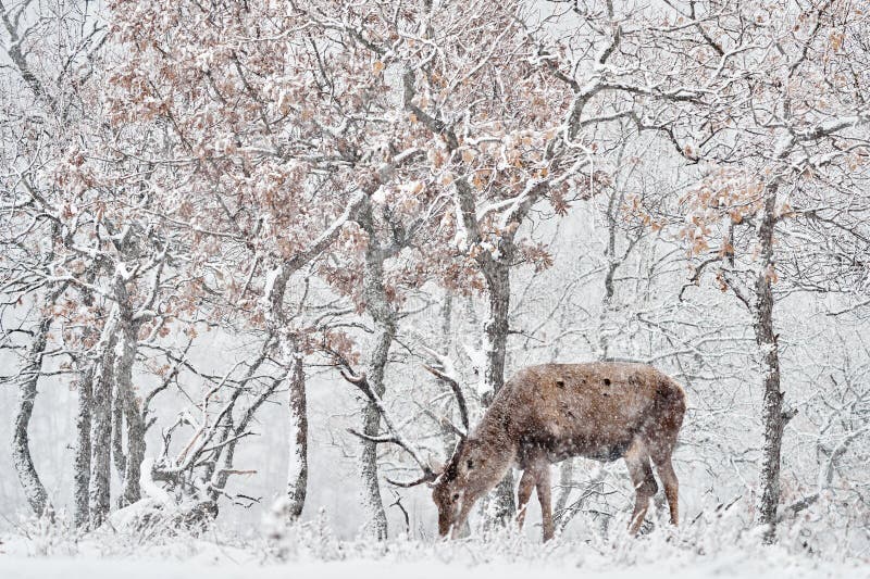 Natura zimowa. czerwone jelenie cervus elaphus duże zwierzę w siedlisku dzikiej fauny i flory. jelenie w dębowym studenu górskim obraz stock
