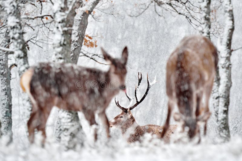 Natura zimowa. czerwone jelenie cervus elaphus duże zwierzę w siedlisku dzikiej fauny i flory. jelenie w dębowym studenu górskim zdjęcia stock
