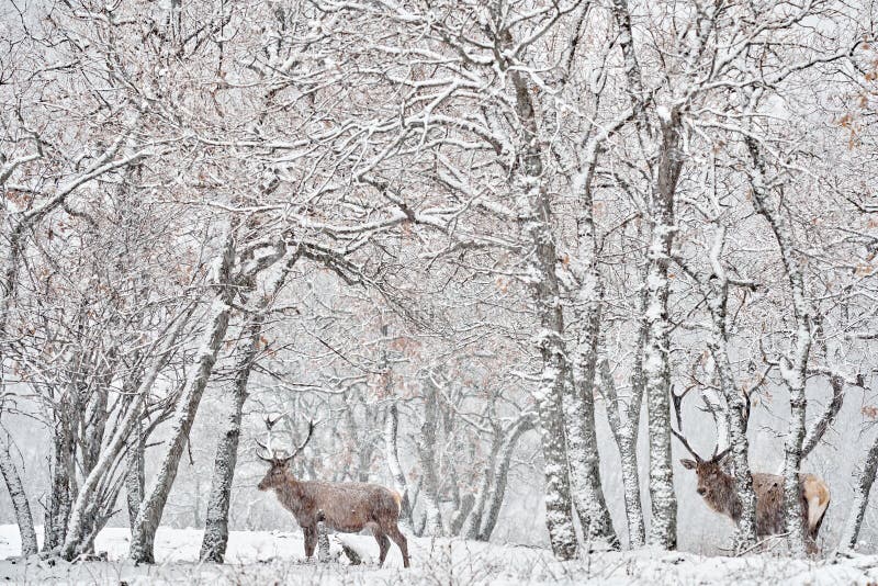 Natura zimowa. czerwone jelenie cervus elaphus duże zwierzę w siedlisku dzikiej fauny i flory. jelenie w dębowym studenu górskim zdjęcia stock