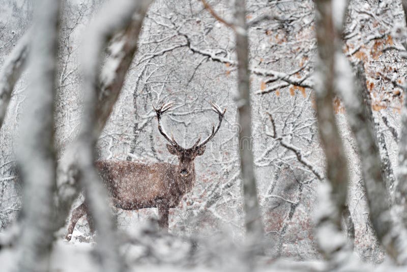 Natura zimowa. czerwone jelenie cervus elaphus duże zwierzę w siedlisku dzikiej fauny i flory. jelenie w dębowym studenu górskim obraz stock