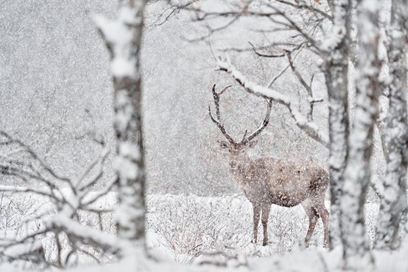 Natura zimowa. czerwone jelenie cervus elaphus duże zwierzę w siedlisku dzikiej fauny i flory. jelenie w dębowym studenu górskim fotografia royalty free