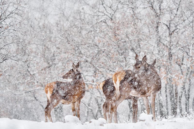 Natura zimowa. czerwone jelenie cervus elaphus duże zwierzę w siedlisku dzikiej fauny i flory. jeleń doe w dębach śniegowych fotografia royalty free
