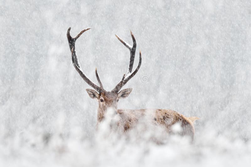 Natura zimowa. czerwone jelenie cervus elaphus duże zwierzę w siedlisku dzikiej fauny i flory. jelenie w lesie górskim bawaria zdjęcie stock