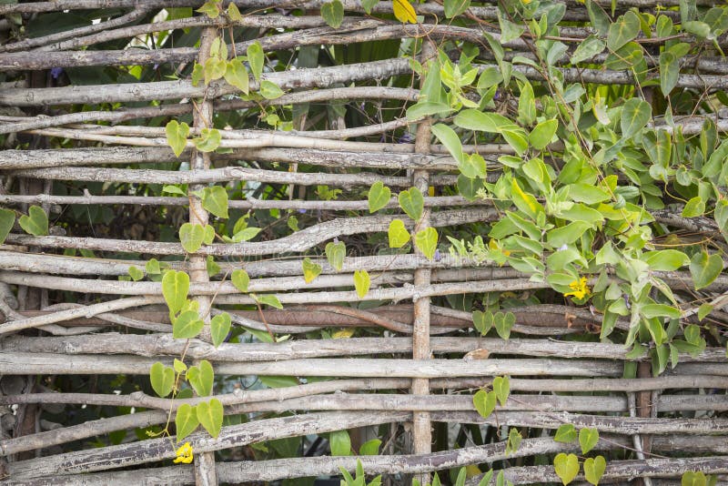 Natural Abstract of Woven Branch Decorative Thatch Work Fence stock image