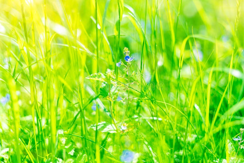 A natural art spring garden background of fresh green grass with blue wild flowers for your design royalty free stock photos A natural art spring garden background of fresh green grass with blue wild flowers for your design royalty free stock photos