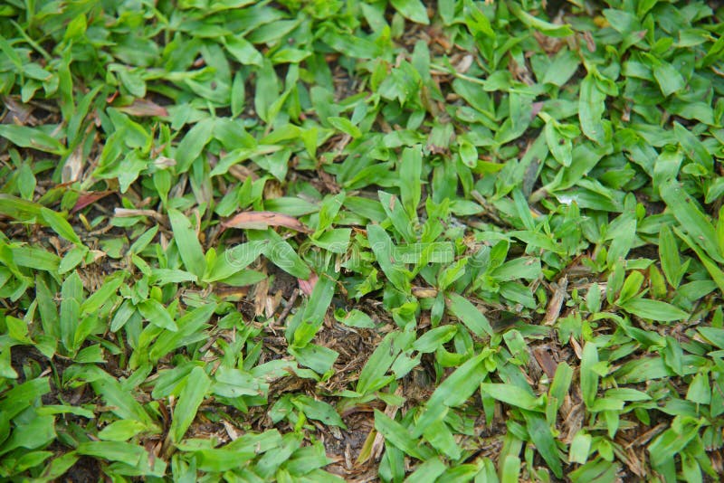 Natural asian green grass closeup in the morning royalty free stock image Natural asian green grass closeup in the morning royalty free stock image