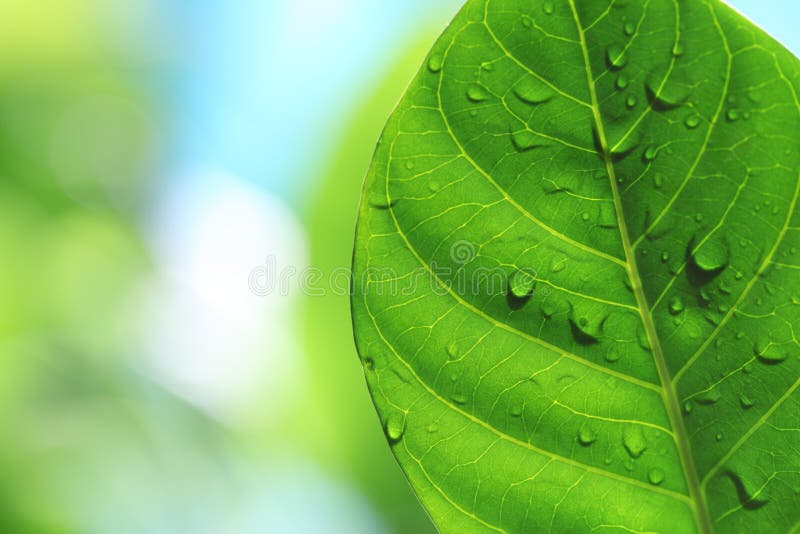 Natural background stock photo