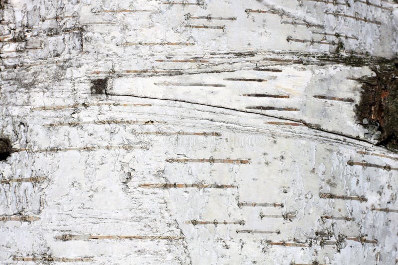 Birch bark texture. The texture of the birch bark. Birch bark background.  Birch tree trunk, Betula pendula. 22320906 Stock Photo at Vecteezy