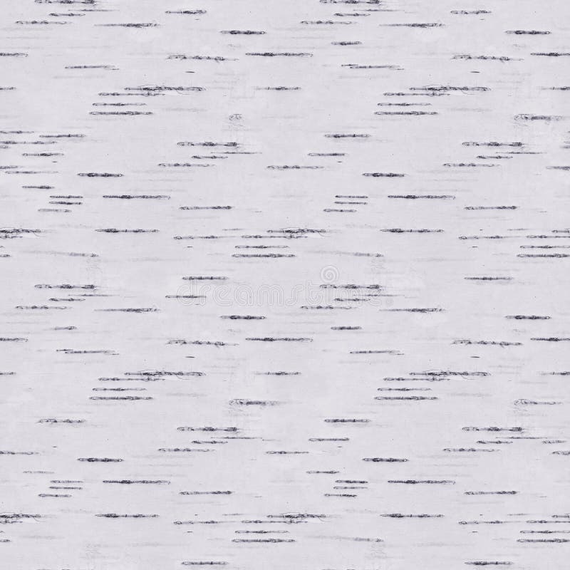 Birch seamless pattern stock photos
