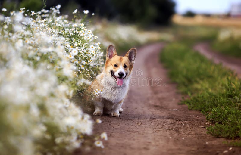 background with cute Corgi dog puppy sitting on a rural road next to white Daisy flowers royalty free stock images