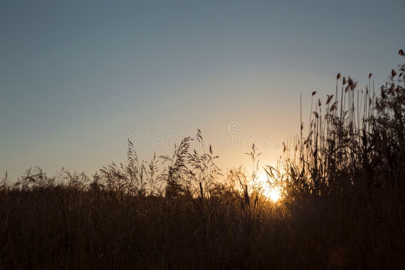 Natural background. Dawn and blue sky in the field. The sun rises over the horizon on a background of grass royalty free stock photos Natural background. Dawn and blue sky in the field. The sun rises over the horizon on a background of grass royalty free stock photos