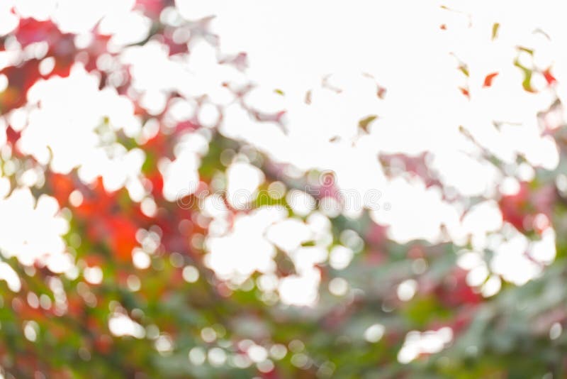 Natural Background, Green and Orange Leaf Stock Photo Image of