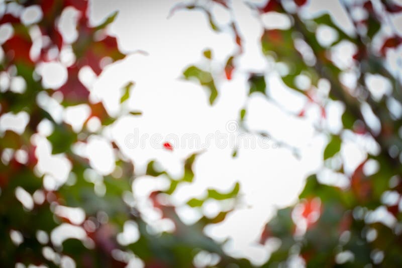 Natural Background, Green and Orange Leaf Stock Image Image of