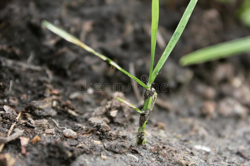 Sapling Nature Background / Green Color Stock Photo - Image of branch ...