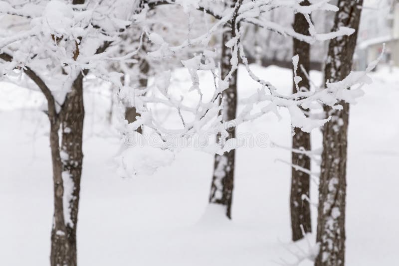 Natural background, landscape. Cold winter frosty day. Snow weather, climatic conditions in January, December and February. Trees.