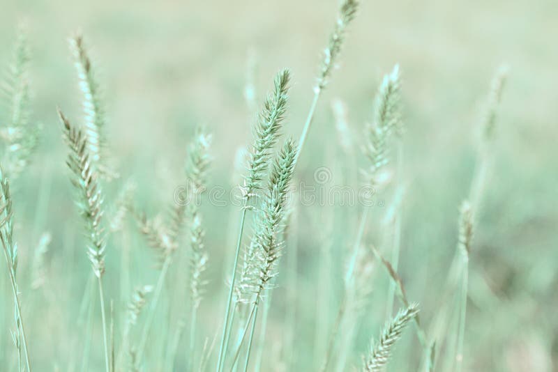 Natural Background in Pastel Colors. Grass Ears on Field. Nature Outdoors  Vintage Wallpapers Stock Image - Image of vintage, season: 158643855
