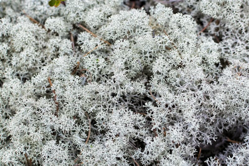 Reindeer Moss Close Up. Vegetation of Tundra. Nature Texture Stock ...