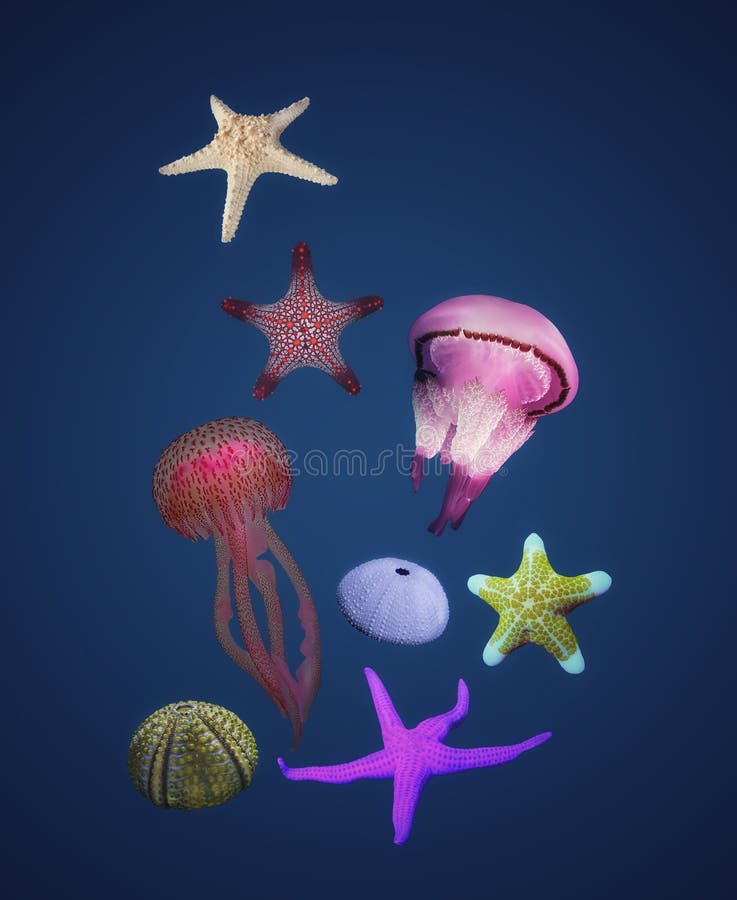 Natural Background with Sea Urchin, Jellyfish and Starfish Isolated in  Color Background Stock Photo - Image of ecology, beach: 226343740