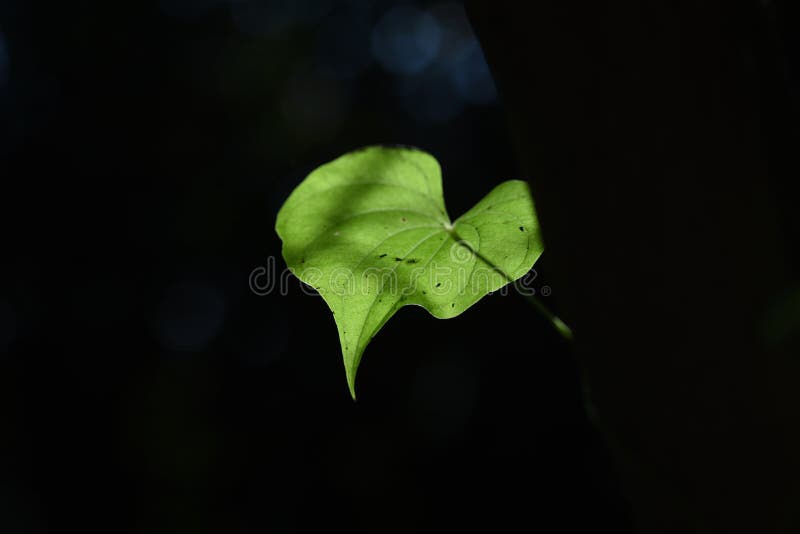 背景素材 葉のシルエット Stock Photo Image Of Exotic Black Light 背景素材 葉のシルエット Stock Photo Image Of Exotic Black Light