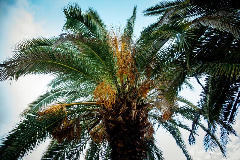 Natural Background,texture,palm Tree with Branches and Green Leaves ...