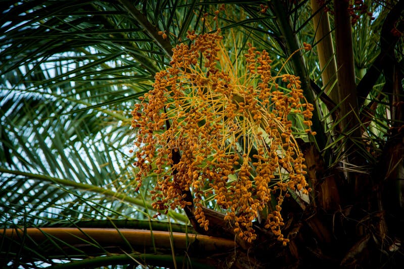 Natural Background,texture,palm Tree with Branches and Green Leaves ...