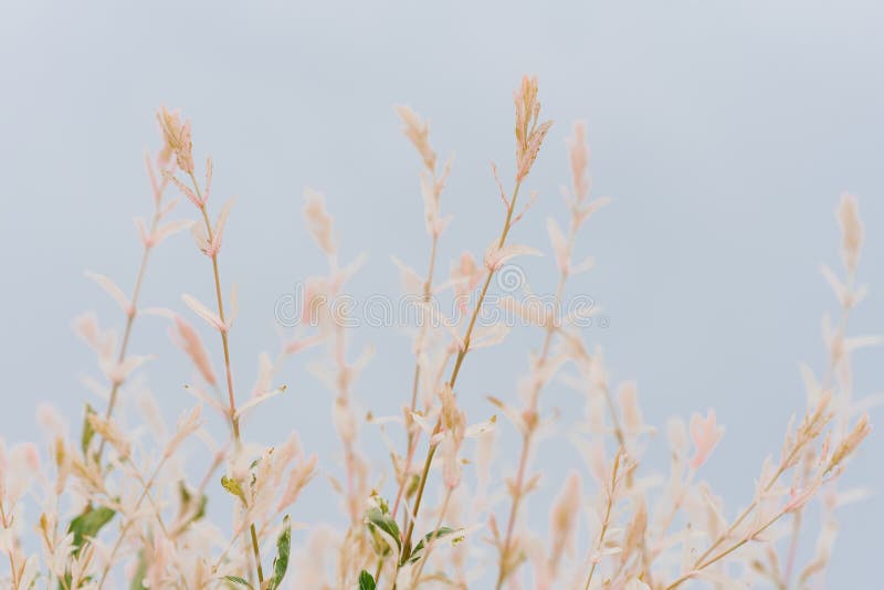 Natural Niki Stock Photos - Free & Royalty-Free Stock Photos from