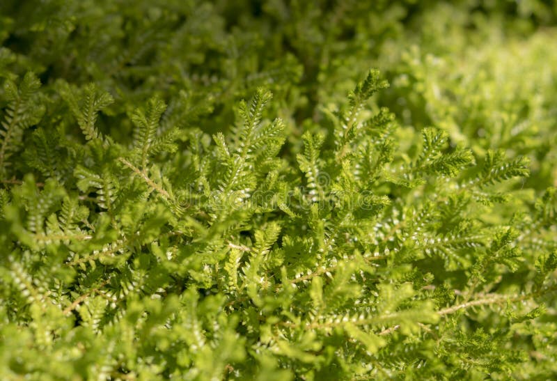 Natural backgrounds of green moss on the land, Non-vascular plant Bryophytes