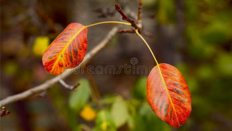 Natural backgroung, autumn leafs on branch, top view