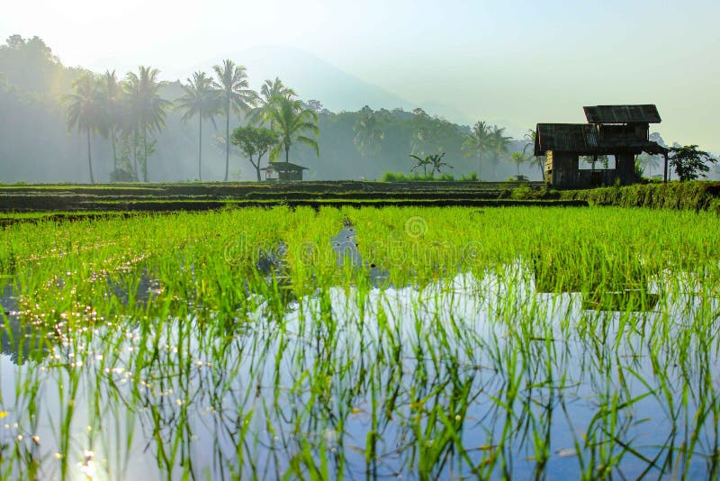 morning beauty in cool countryside stock photography morning beauty in cool countryside stock photography