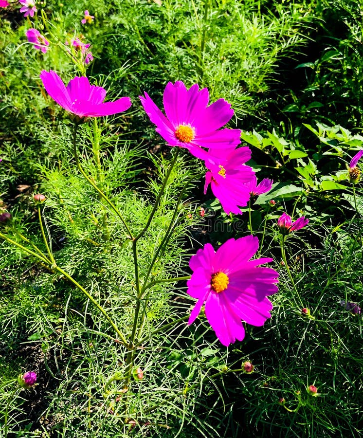 Natural Beauty Flowers Bloom Pink Bright Stock Image Image of ecplogy