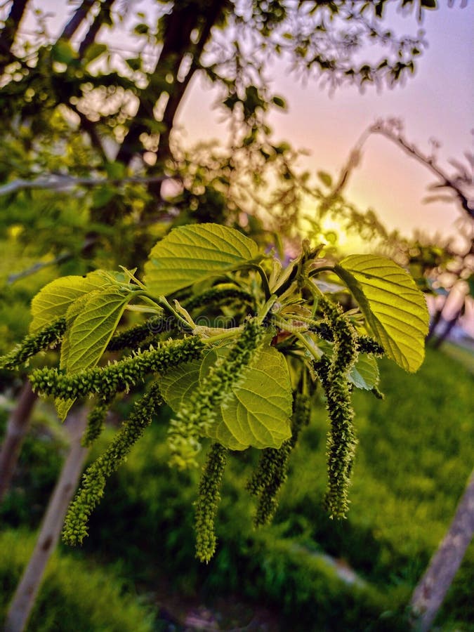 Natural Beauty, Plants, Greenery Lover Stock Image Image of greenr