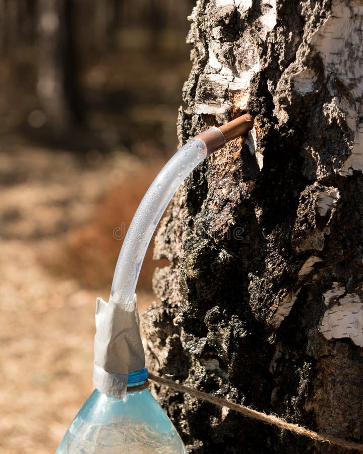 1,062 Juice Birch Tree Stock Photos Free & RoyaltyFree Stock Photos