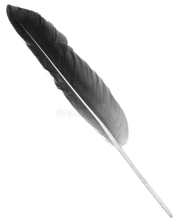 Natural Bird Feathers Isolated on a White Background. Black Big Goose