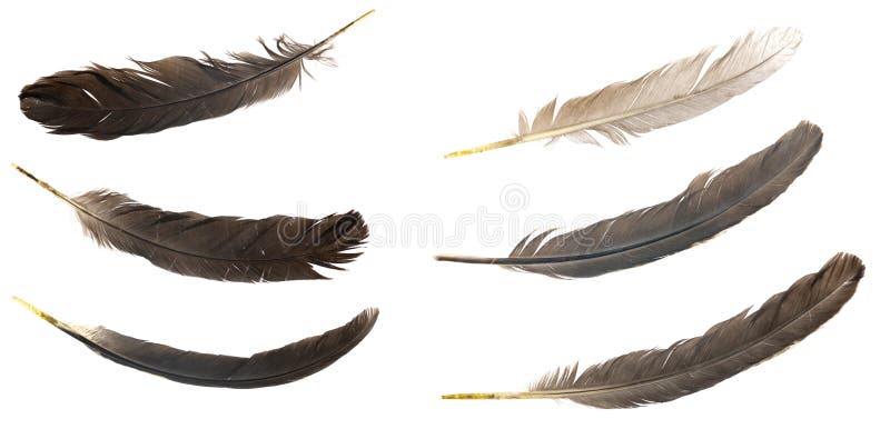 Natural bird feathers isolated on a white background. pile pigeon