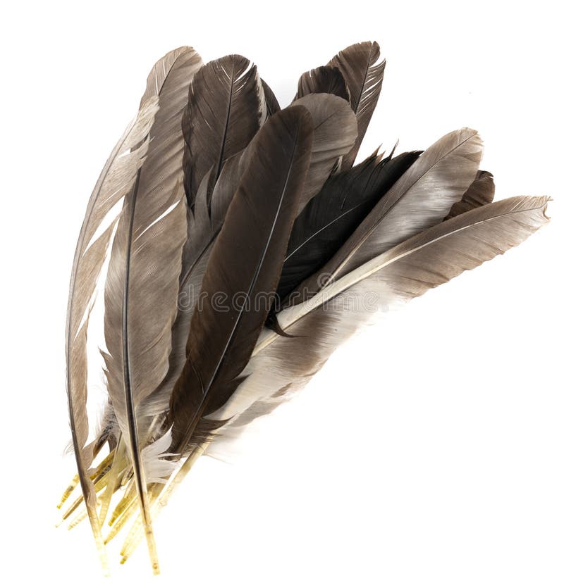 Natural Bird Feathers Isolated on a White Background. Pile Pigeon, Chicken  and Goose Feathers Close-up. Stack Bird Feathers Stock Photo - Image of  animal, dove: 193382710