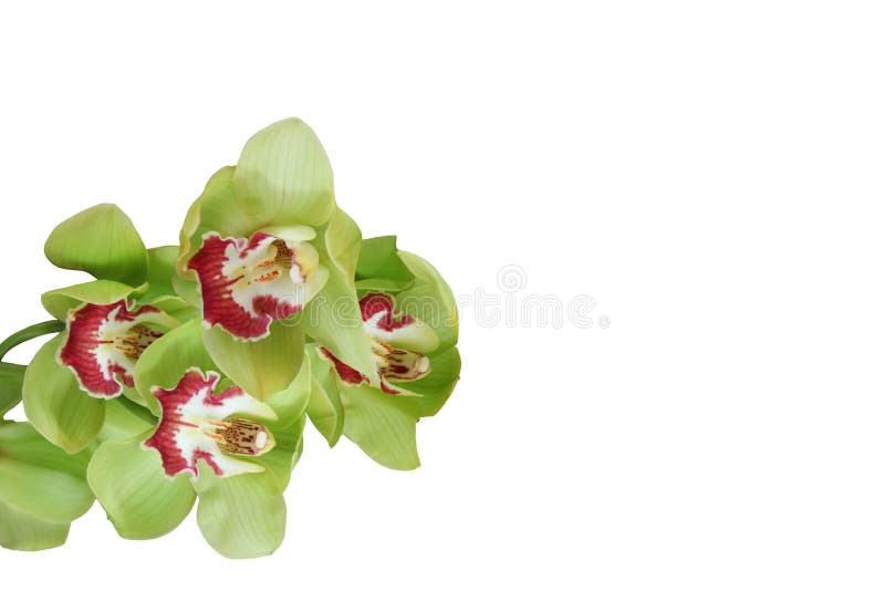 Are Green Orchids Natural 