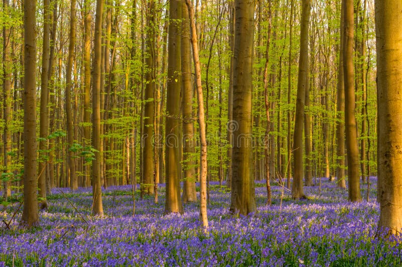 Natural Bluebells Carpet