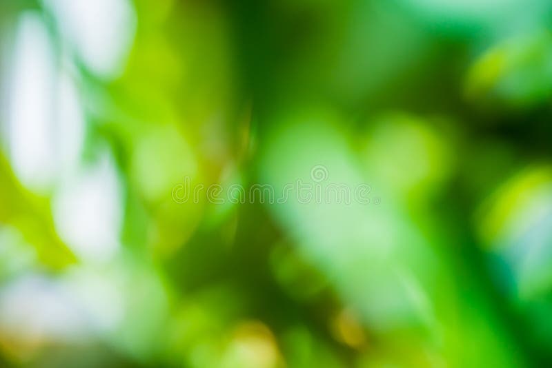 Natural Blurred Green Background of Aloe Vera Leaves Stock Photo - Image of  green, leaves: 144893308