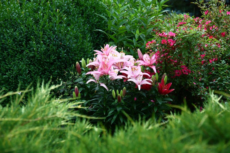 Lilies in a green environment. stock images Lilies in a green environment. stock images