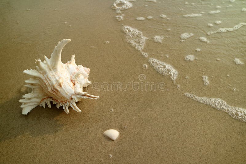 Natural Branched Murex Shell Isolated on Wet Sand Beach with the Backwash, Beauty in nature