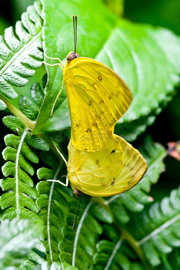 Natural Butterfly stock image. Image of malaysia, butterflies 22769255