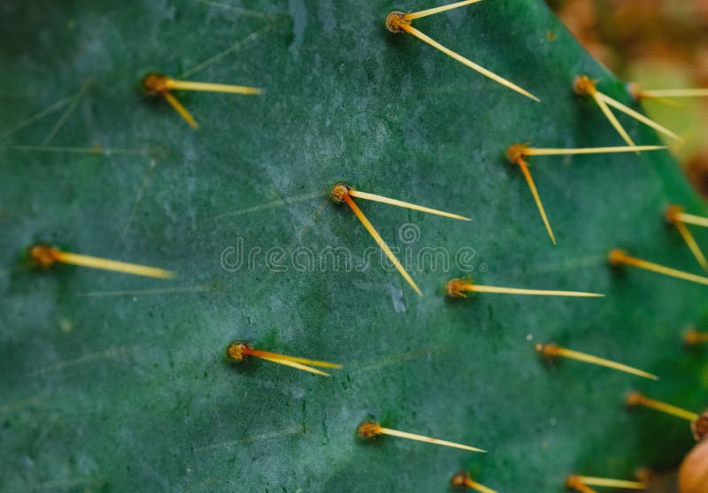 Natural cactus texture. Cactus needles. Macro. Nevada