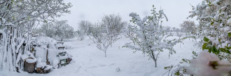 A natural calamity of snow during the bloom of the trees and the harvest royalty free stock image A natural calamity of snow during the bloom of the trees and the harvest royalty free stock image