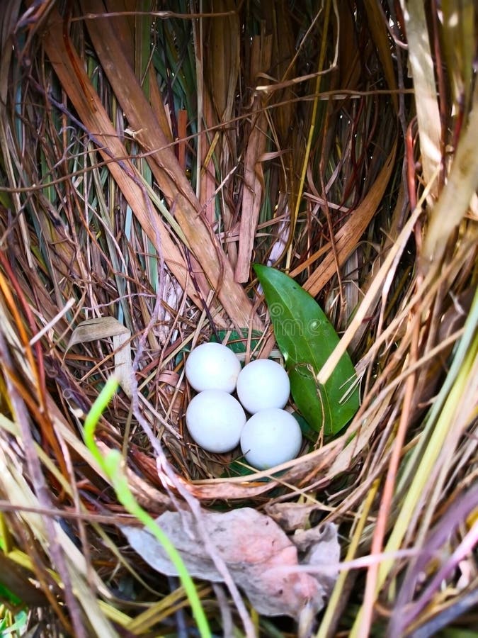 Natural Cancept, Four White Eggs Of Bird Are In The Nest, Which Stock