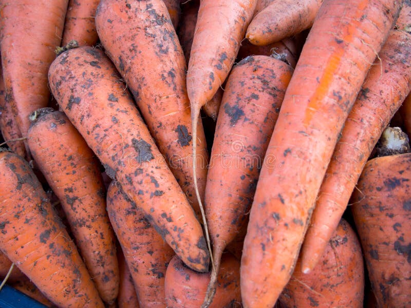 are carrots a cool weather crop