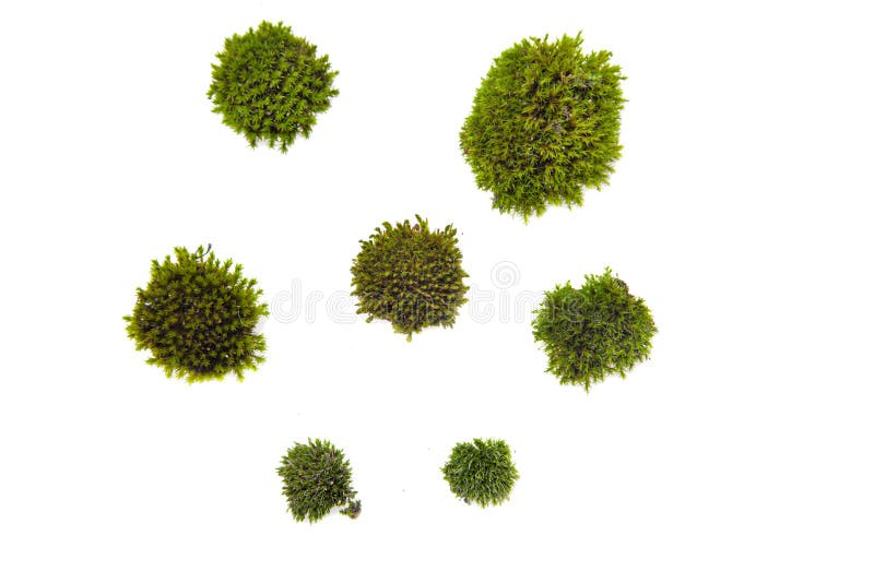 Small Pieces of Green Moss Isolated on White Backround Stock Image ...