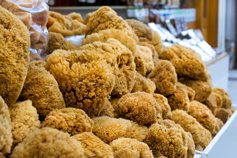 Natural coral sea sponge. Rethymno. Crete, Greece stock photos Natural coral sea sponge. Rethymno. Crete, Greece stock photos