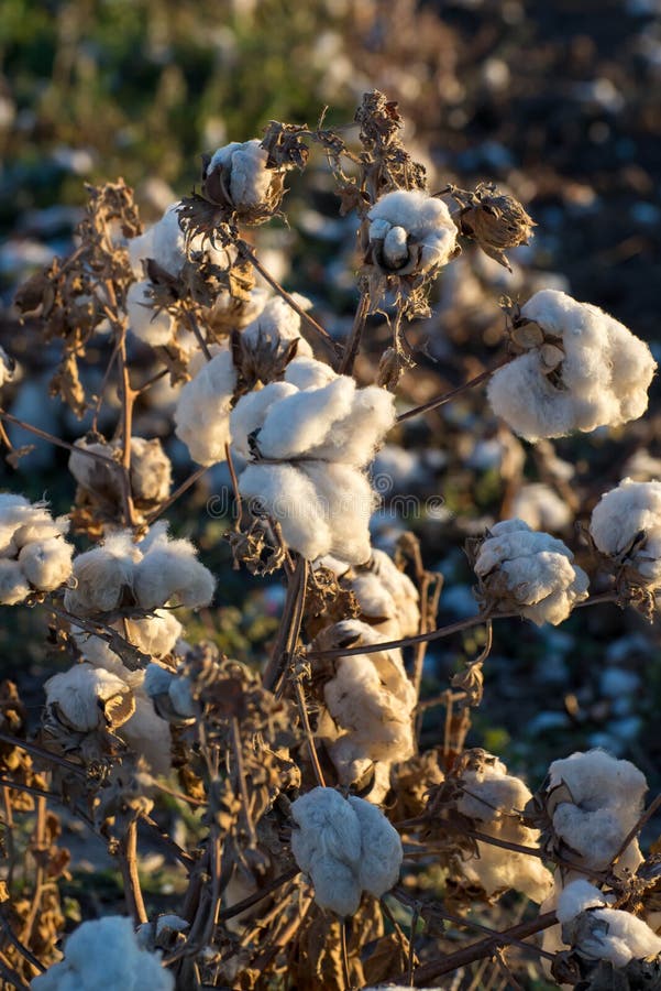 Natural Cotton Bolls Ready for Harvesting Stock Photo Image of fiber