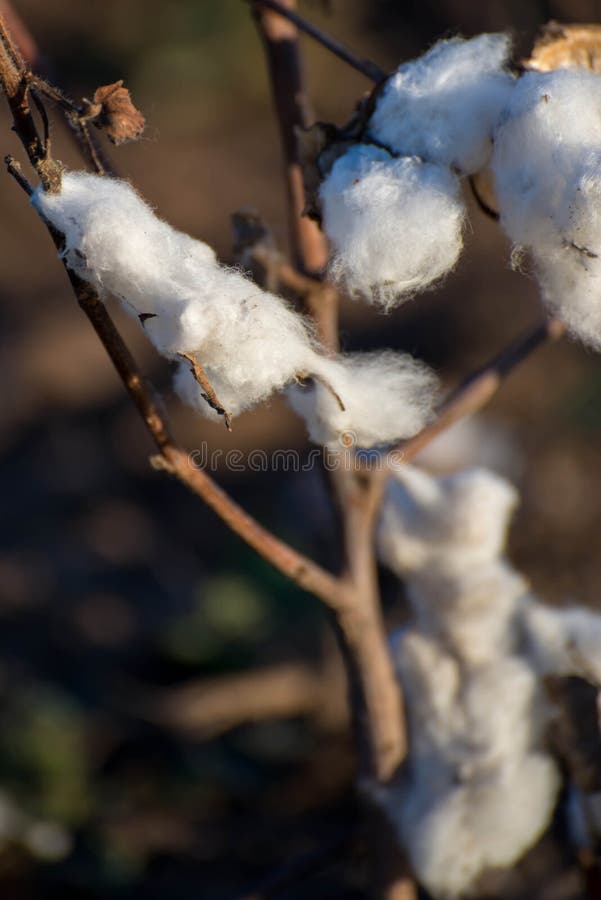 Natural Cotton Bolls Ready for Harvesting Stock Image Image of field